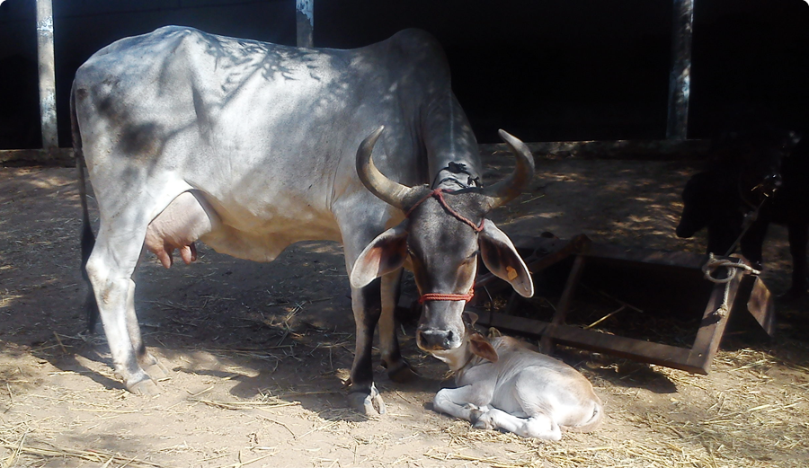 cow utsav dairy farm