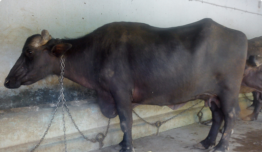 murrah buffalo