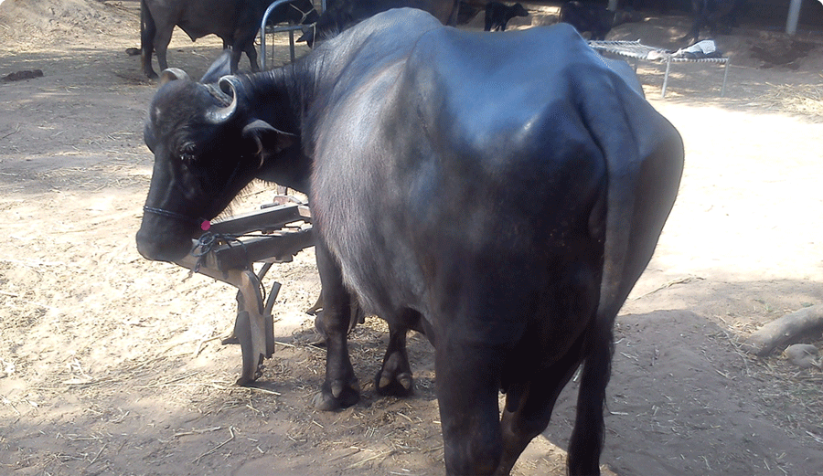 banni buffalo